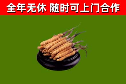 阳原县烟酒回收冬虫夏草.jpg